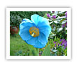 Blue Poppy