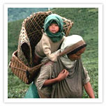 Tea Farms