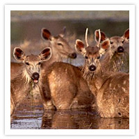 Ranthambore