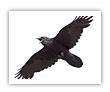 national bird