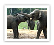 Charms of Sri Lanka
