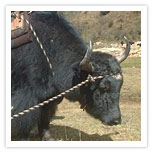 Yak in Bhutan
