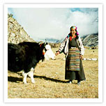 Yak herders'Camps